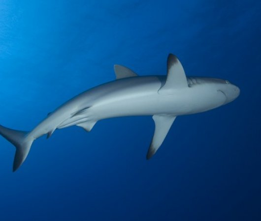 aquarev-plongee-sous-marine-polynesie-francaise-ranngiroa-sejour-raie-manta-club-requin