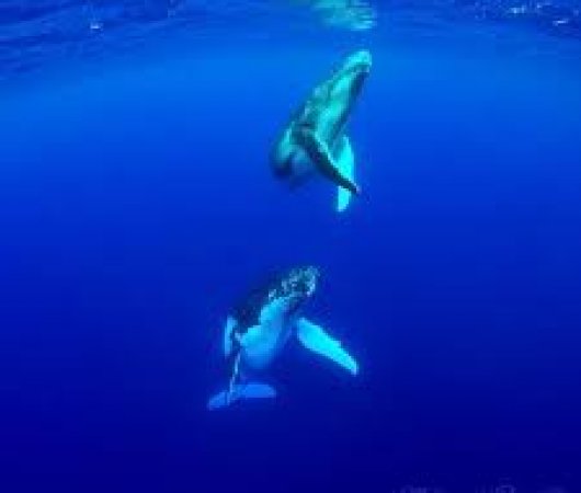 aquarev-plongee-sous-marine-polynesie-rurutu-sejour-toavai-baleines