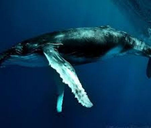 aquarev-plongee-sous-marine-polynesie-rurutu-sejour-toavai-baleines2