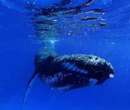 aquarev-plongee-sous-marine-polynesie-rurutu-sejour-toavai-baleines3