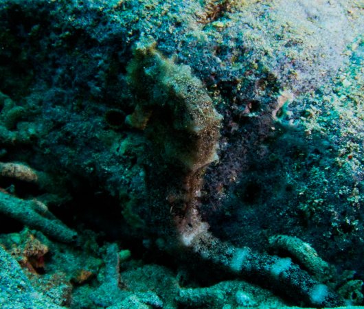 aquarev-plongee-sous-marine-sao-tome-et-principe-sejour-centre-de-plongee-dive-tribe-hippocampe
