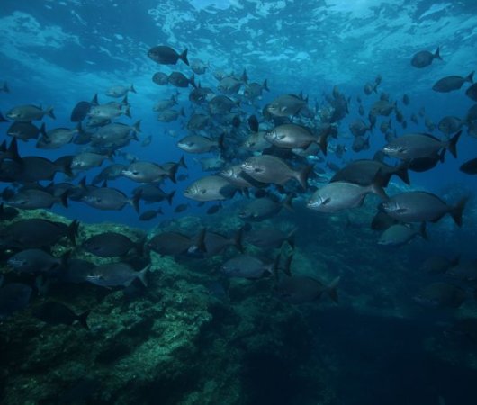 aquarev-plongee-sous-marine-se-jour-les-ac-ores-santa-maria-banc-de-poissons-gris