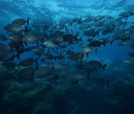 aquarev-plongee-sous-marine-se-jour-les-ac-ores-santa-maria-banc-de-poissons