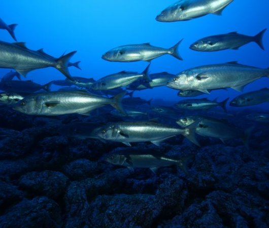 aquarev-plongee-sous-marine-se-jour-les-ac-ores-santa-maria-banc-poissons-argente-s