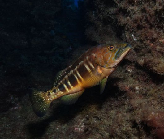 aquarev-plongee-sous-marine-se-jour-les-ac-ores-santa-maria-beau-poisson