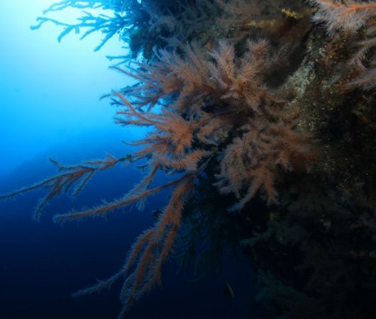 aquarev-plongee-sous-marine-se-jour-les-ac-ores-santa-maria-corail-bis