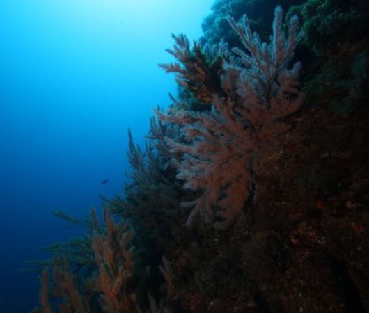 aquarev-plongee-sous-marine-se-jour-les-ac-ores-santa-maria-corail