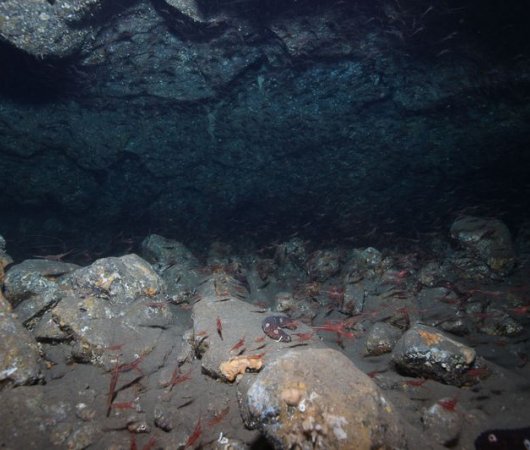 aquarev-plongee-sous-marine-se-jour-les-ac-ores-santa-maria-crevettes
