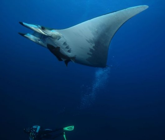 aquarev-plongee-sous-marine-se-jour-les-ac-ores-santa-maria-manta-avec-plongeur