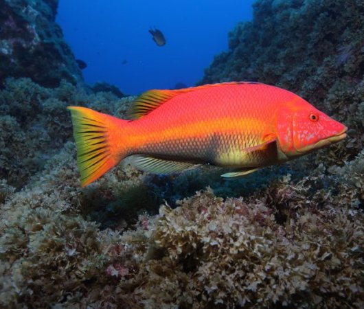 aquarev-plongee-sous-marine-se-jour-les-ac-ores-santa-maria-poisson-rouge-bis