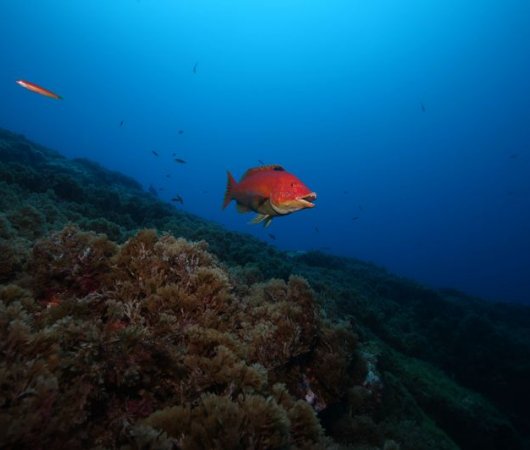 aquarev-plongee-sous-marine-se-jour-les-ac-ores-santa-maria-poisson-rouge-bouche-ouverte
