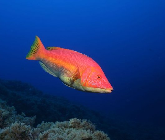 aquarev-plongee-sous-marine-se-jour-les-ac-ores-santa-maria-poisson-rouge