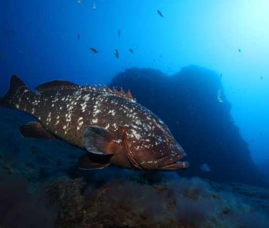 aquarev-plongee-sous-marine-se-jour-les-ac-ores-santa-maria-poisson
