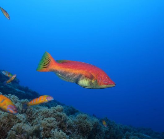 aquarev-plongee-sous-marine-se-jour-les-ac-ores-santa-maria-poissons-divers