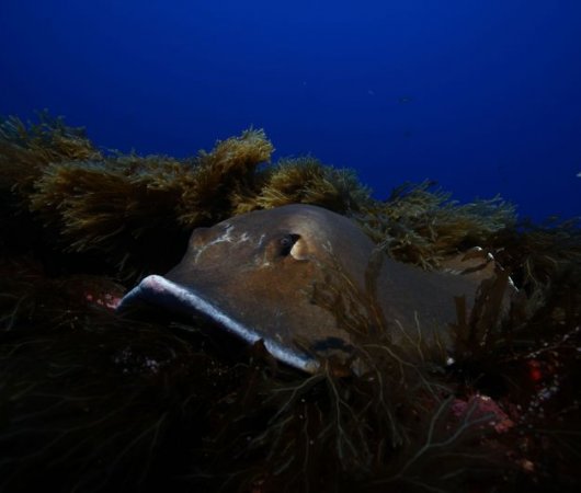 aquarev-plongee-sous-marine-se-jour-les-ac-ores-santa-maria-raie-bis