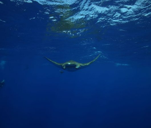 aquarev-plongee-sous-marine-se-jour-les-ac-ores-santa-maria-raie-manta-de-face