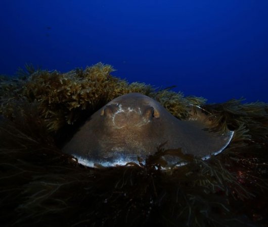 aquarev-plongee-sous-marine-se-jour-les-ac-ores-santa-maria-raie