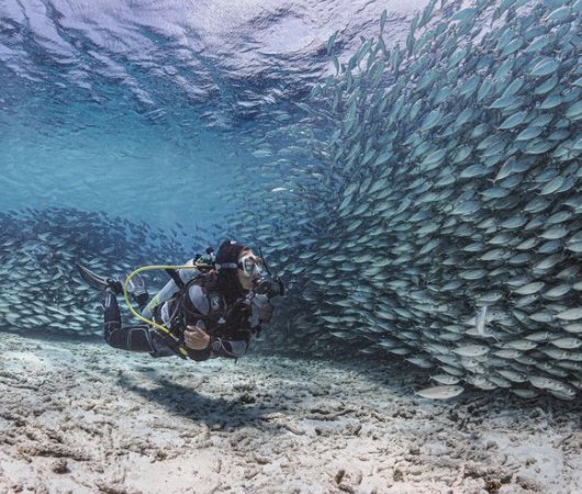 aquarev-plongee-sous-marine-sejour-bonaire-centre-de-plongee-dive-friends-bonaire-banc-de-poissons-plongeurbis