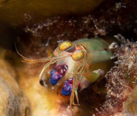 aquarev-plongee-sous-marine-sejour-bonaire-centre-de-plongee-dive-friends-bonaire-ecrevissebis