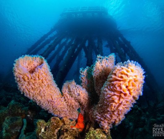 aquarev-plongee-sous-marine-sejour-bonaire-centre-de-plongee-dive-friends-bonaire-epongesbis