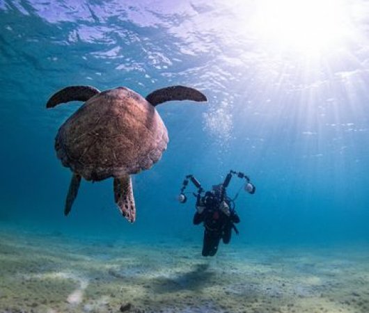 aquarev-plongee-sous-marine-sejour-bonaire-centre-de-plongee-dive-friends-bonaire-tortue-de-mer-photographe-sous-l-eaubis