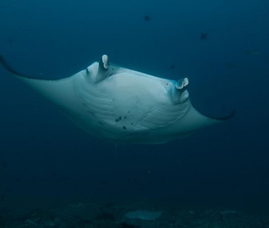 aquarev-plongee-sous-marine-sejour-centre-mozambique-scuba-diversity-manta