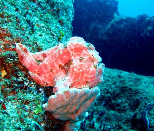aquarev-plongee-sous-marine-sejour-centre-mozambique-scuba-diversity-poisson-grenouille-rose