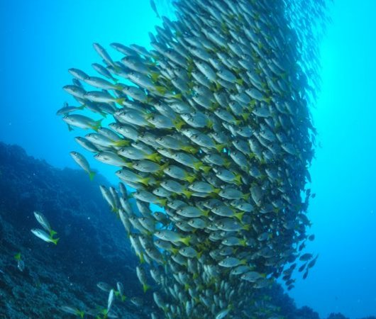 aquarev-plongee-sous-marine-sejour-centre-scubateam-morro-pedra