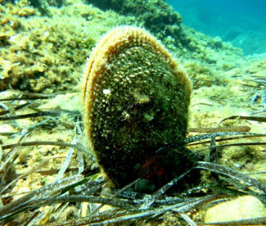 aquarev-plongee-sous-marine-sejour-croatie-cavtat-epidaurum-diving-center-coquillage