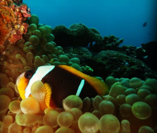 aquarev-plongee-sous-marine-sejour-extension-afrique-du-sud-sodwana-bay-adventure-mania-poisson-clown-anemone