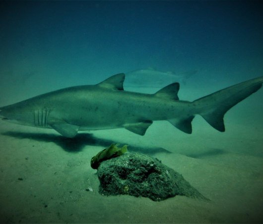 aquarev-plongee-sous-marine-sejour-extension-afrique-du-sud-sodwana-bay-adventure-mania-requin2