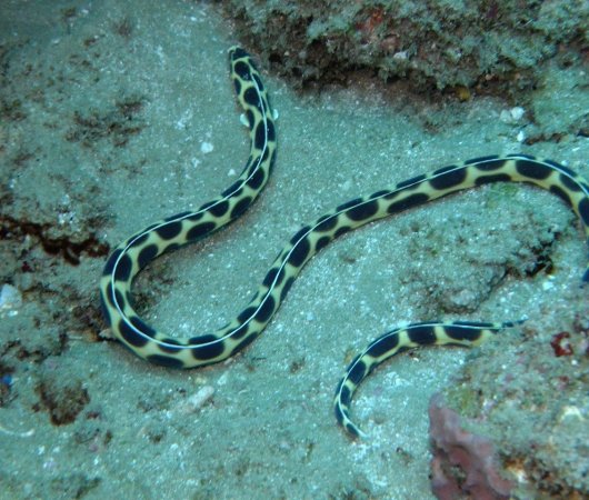 aquarev-plongee-sous-marine-sejour-extension-afrique-du-sud-sodwana-bay-adventure-mania-serpent-de-mer