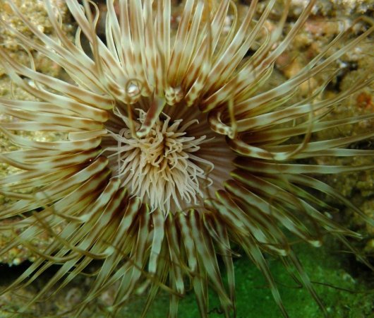 aquarev-plongee-sous-marine-sejour-extension-afrique-du-sud-sodwana-bay-adventure-mania-uw-anemone-tube