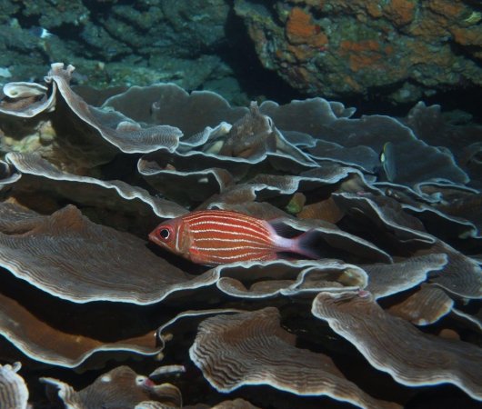 aquarev-plongee-sous-marine-sejour-extension-afrique-du-sud-sodwana-bay-adventure-mania-uw-poisson-dans-corail