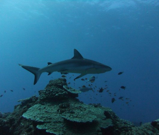 aquarev-plongee-sous-marine-sejour-extension-afrique-du-sud-sodwana-bay-adventure-mania-uw-requin