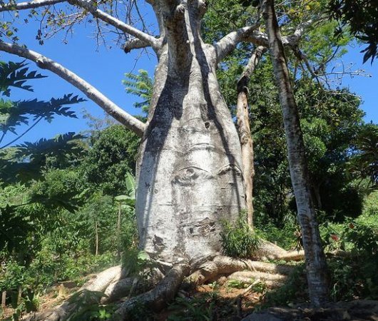 aquarev-plongee-sous-marine-sejour-madagascar-nosy-komba-jardin-vanille-baobabbis