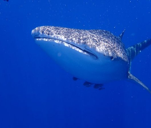 aquarev-plongee-sous-marine-sejour-madagascar-nosy-komba-jardin-vanille-requin-baleine-en-snorkelingbis