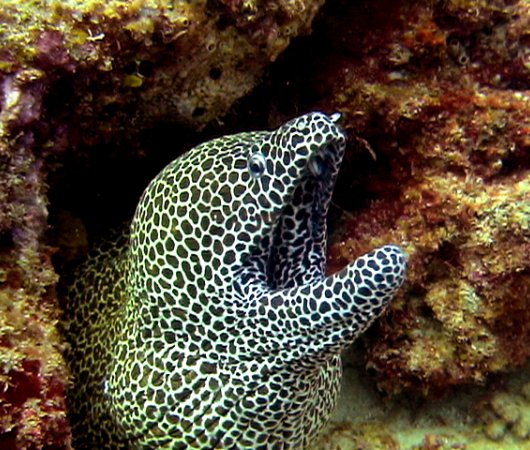 aquarev-plongee-sous-marine-sejour-madagascar-nosy-komba-plongee-murene-leopard