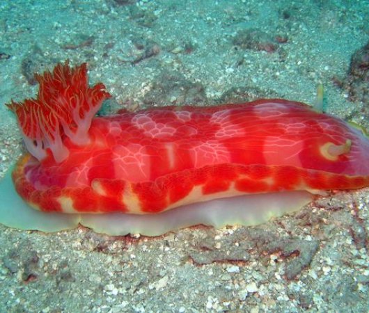 aquarev-plongee-sous-marine-sejour-madagascar-nosy-komba-plongee-nudibranchebis