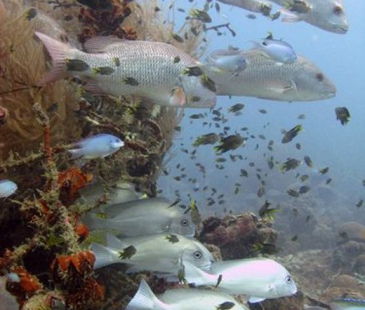 aquarev-plongee-sous-marine-sejour-madagascar-nosy-komba-plongee-poissons-blancsbist