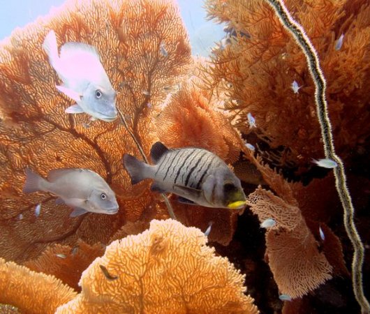 aquarev-plongee-sous-marine-sejour-madagascar-nosy-komba-plongee-poissons-clairs2bis