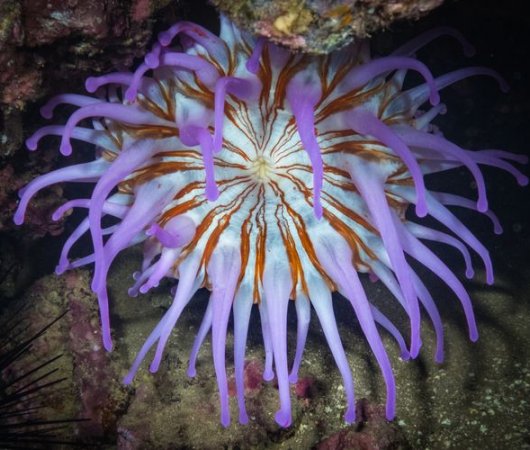 aquarev-plongee-sous-marine-sejour-madere-centre-de-plongee-azul-diving-center-anemonebis