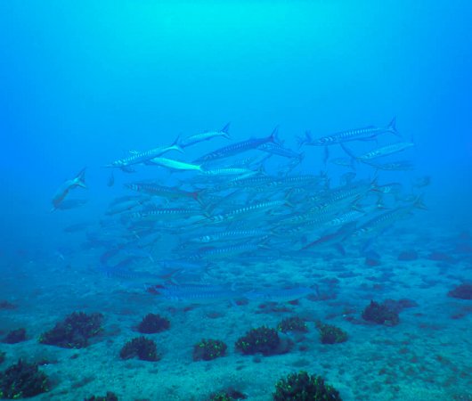 aquarev-plongee-sous-marine-sejour-madere-centre-de-plongee-azul-diving-center-banc-de-barracudas