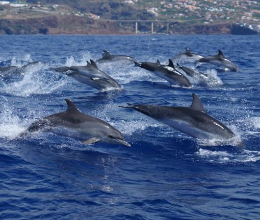 aquarev-plongee-sous-marine-sejour-madere-centre-de-plongee-azul-diving-center-dauphins-qui-sautent