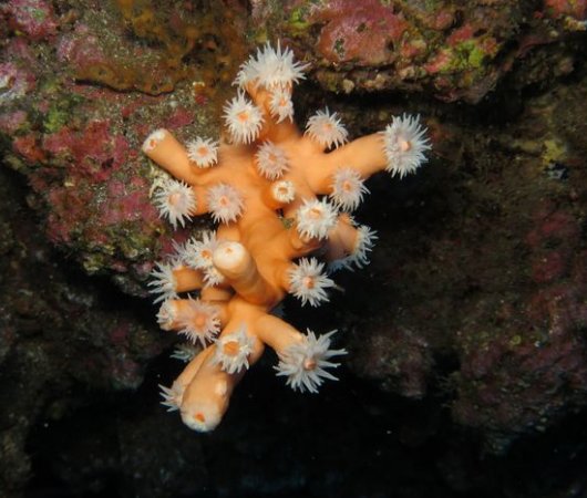 aquarev-plongee-sous-marine-sejour-madere-centre-de-plongee-azul-diving-center-espece-d-anemonebis