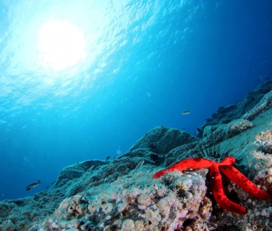 aquarev-plongee-sous-marine-sejour-madere-centre-de-plongee-azul-diving-center-etoile-de-mer-dans-le-bleu