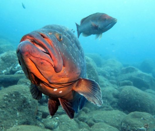 aquarev-plongee-sous-marine-sejour-madere-centre-de-plongee-azul-diving-center-merous-brunsbis