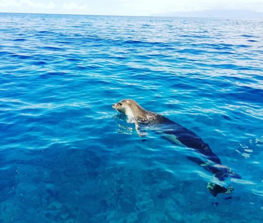 aquarev-plongee-sous-marine-sejour-madere-centre-de-plongee-azul-diving-center-phoque-mer