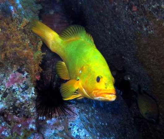 aquarev-plongee-sous-marine-sejour-madere-centre-de-plongee-azul-diving-center-poisson-jaunebis