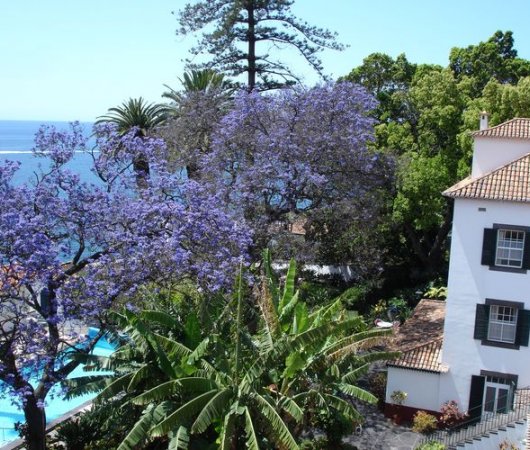 aquarev-plongee-sous-marine-sejour-madere-hotel-penha-de-franca-arbre-fleurs-piscinebis